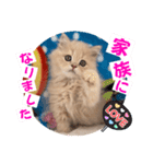 ねこまーち クッキークリーム プリンセス（個別スタンプ：8）