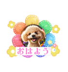 可愛いトイプードルの日常会話集（個別スタンプ：1）
