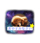 可愛いトイプードルの日常会話集（個別スタンプ：4）