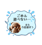 可愛いトイプードルの日常会話集（個別スタンプ：5）