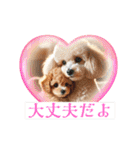 可愛いトイプードルの日常会話集（個別スタンプ：9）