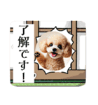 可愛いトイプードルの日常会話集（個別スタンプ：13）