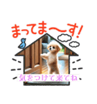 可愛いトイプードルの日常会話集（個別スタンプ：17）