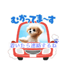 可愛いトイプードルの日常会話集（個別スタンプ：18）