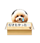 可愛いトイプードルの日常会話集（個別スタンプ：21）