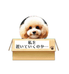 可愛いトイプードルの日常会話集（個別スタンプ：22）