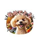 可愛いトイプードルの日常会話集（個別スタンプ：23）