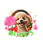 可愛いトイプードルの日常会話集（個別スタンプ：24）