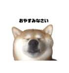 柴犬トキ3（個別スタンプ：1）