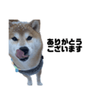 柴犬トキ3（個別スタンプ：7）