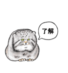 なんだか偉そうなマヌルネコ（個別スタンプ：1）