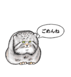 なんだか偉そうなマヌルネコ（個別スタンプ：7）