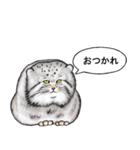 なんだか偉そうなマヌルネコ（個別スタンプ：10）