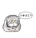 なんだか偉そうなマヌルネコ（個別スタンプ：18）