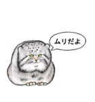 なんだか偉そうなマヌルネコ（個別スタンプ：22）