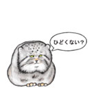なんだか偉そうなマヌルネコ（個別スタンプ：27）