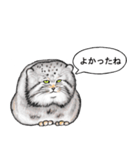 なんだか偉そうなマヌルネコ（個別スタンプ：34）