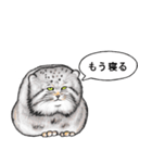 なんだか偉そうなマヌルネコ（個別スタンプ：36）