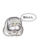 なんだか偉そうなマヌルネコ（個別スタンプ：37）