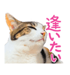 クーとミーの甘い生活（個別スタンプ：1）