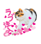 クーとミーの甘い生活（個別スタンプ：2）