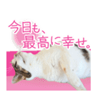 クーとミーの甘い生活（個別スタンプ：4）