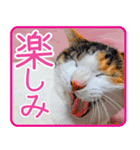 クーとミーの甘い生活（個別スタンプ：6）