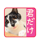 クーとミーの甘い生活（個別スタンプ：7）