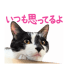 クーとミーの甘い生活（個別スタンプ：8）