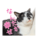 クーとミーの甘い生活（個別スタンプ：13）