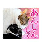 クーとミーの甘い生活（個別スタンプ：14）