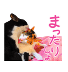 クーとミーの甘い生活（個別スタンプ：15）
