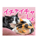 クーとミーの甘い生活（個別スタンプ：16）