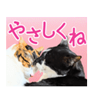 クーとミーの甘い生活（個別スタンプ：17）