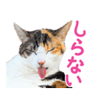 クーとミーの甘い生活（個別スタンプ：20）