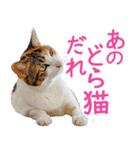 クーとミーの甘い生活（個別スタンプ：21）