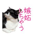 クーとミーの甘い生活（個別スタンプ：27）