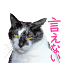 クーとミーの甘い生活（個別スタンプ：28）