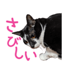 クーとミーの甘い生活（個別スタンプ：29）