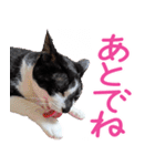 クーとミーの甘い生活（個別スタンプ：30）