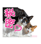 クーとミーの甘い生活（個別スタンプ：31）