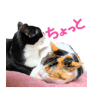 クーとミーの甘い生活（個別スタンプ：34）