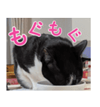 クーとミーの甘い生活（個別スタンプ：35）