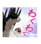 クーとミーの甘い生活（個別スタンプ：36）
