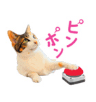 クーとミーの甘い生活（個別スタンプ：37）