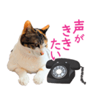 クーとミーの甘い生活（個別スタンプ：38）