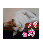クーとミーの甘い生活（個別スタンプ：39）