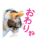 クーとミーの甘い生活（個別スタンプ：40）