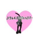 黒ラブのなぎちゃん（個別スタンプ：5）