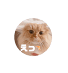 動く❣️かわいい猫ちゃんず（実写）（個別スタンプ：2）